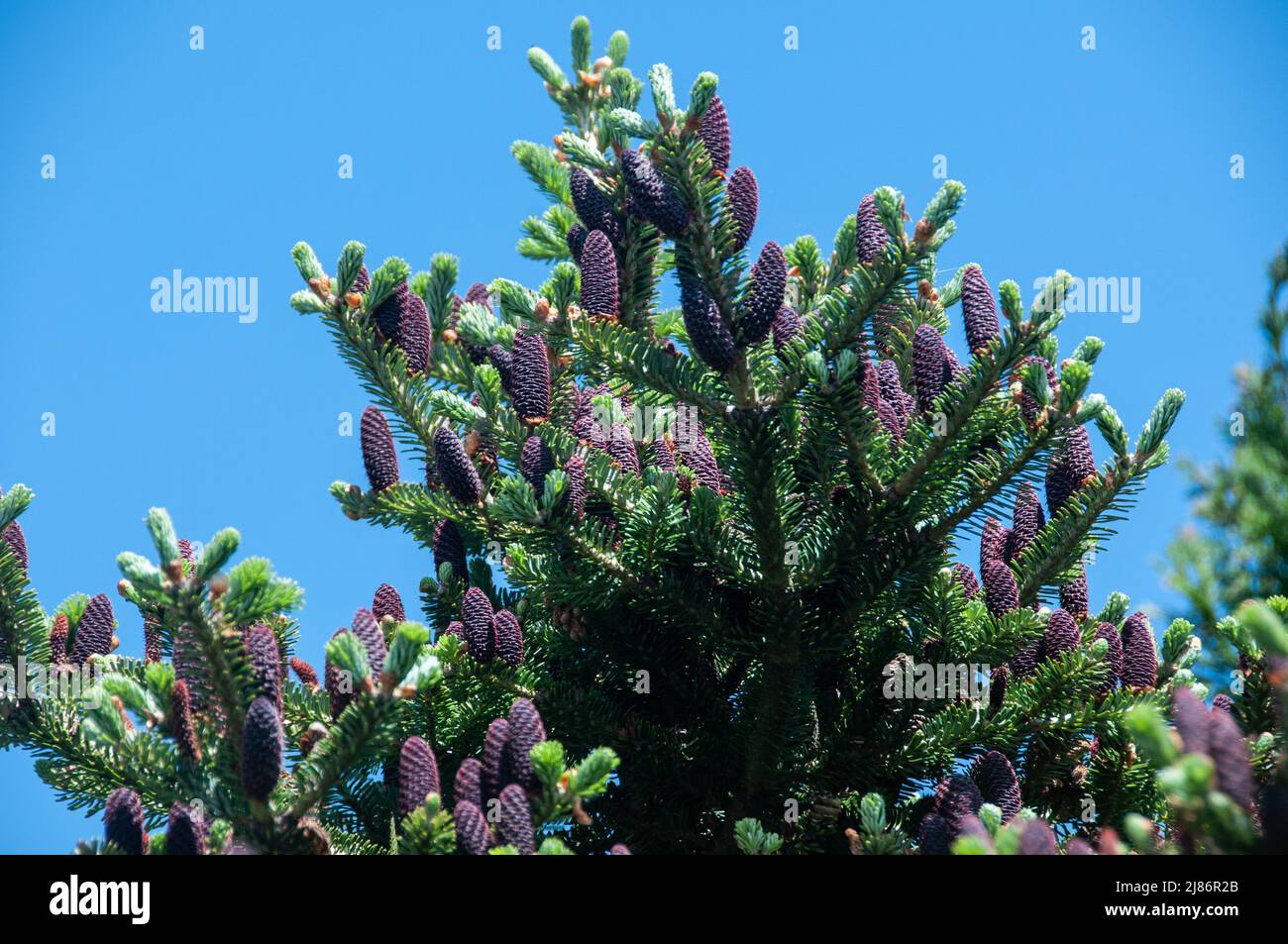 Plantes dans les haies et les marges dans le Lancashire Banque D'Images