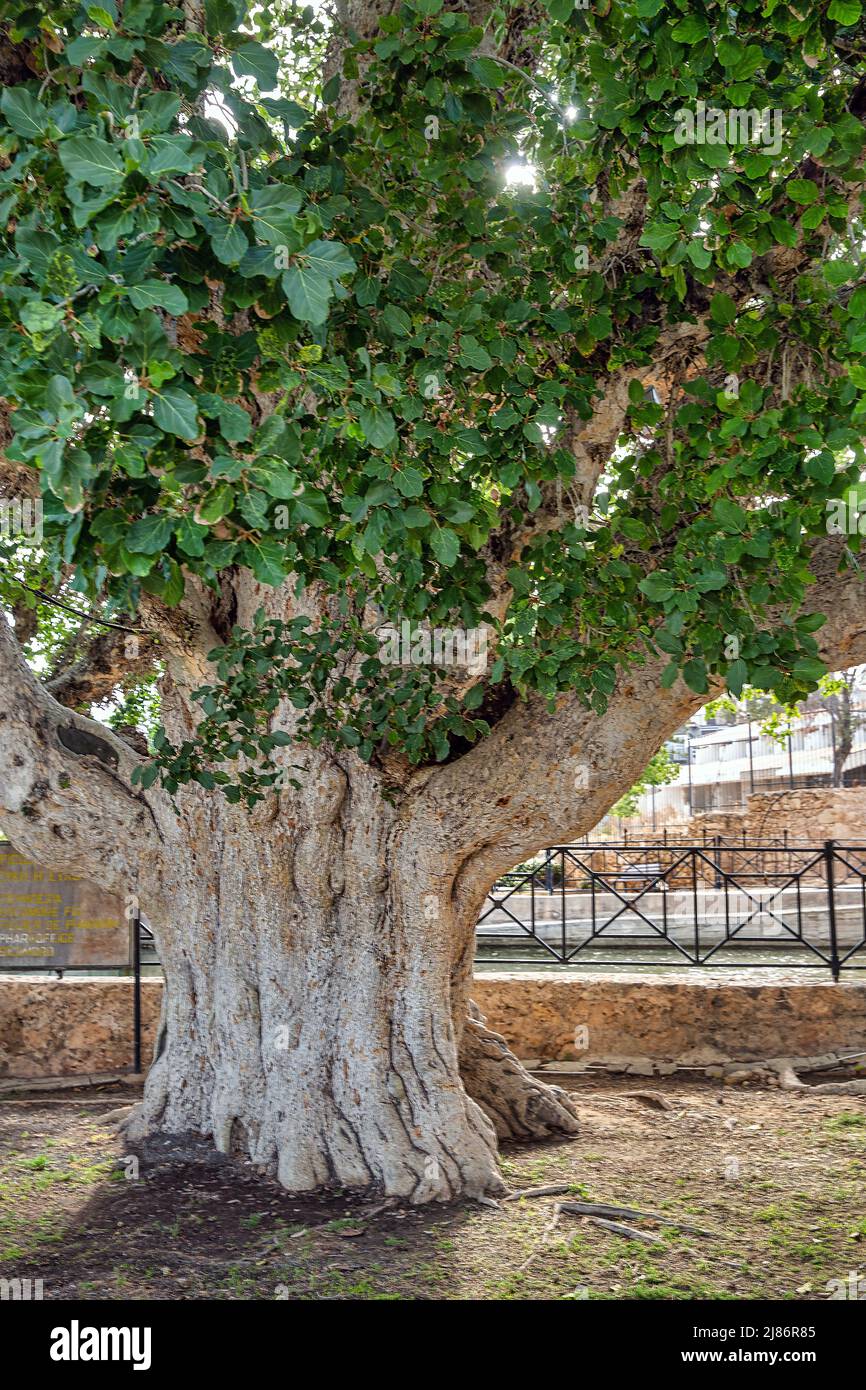 L'ancien sycomore se ferme près du monastère d'Ayia Napa, à Chypre. Banque D'Images