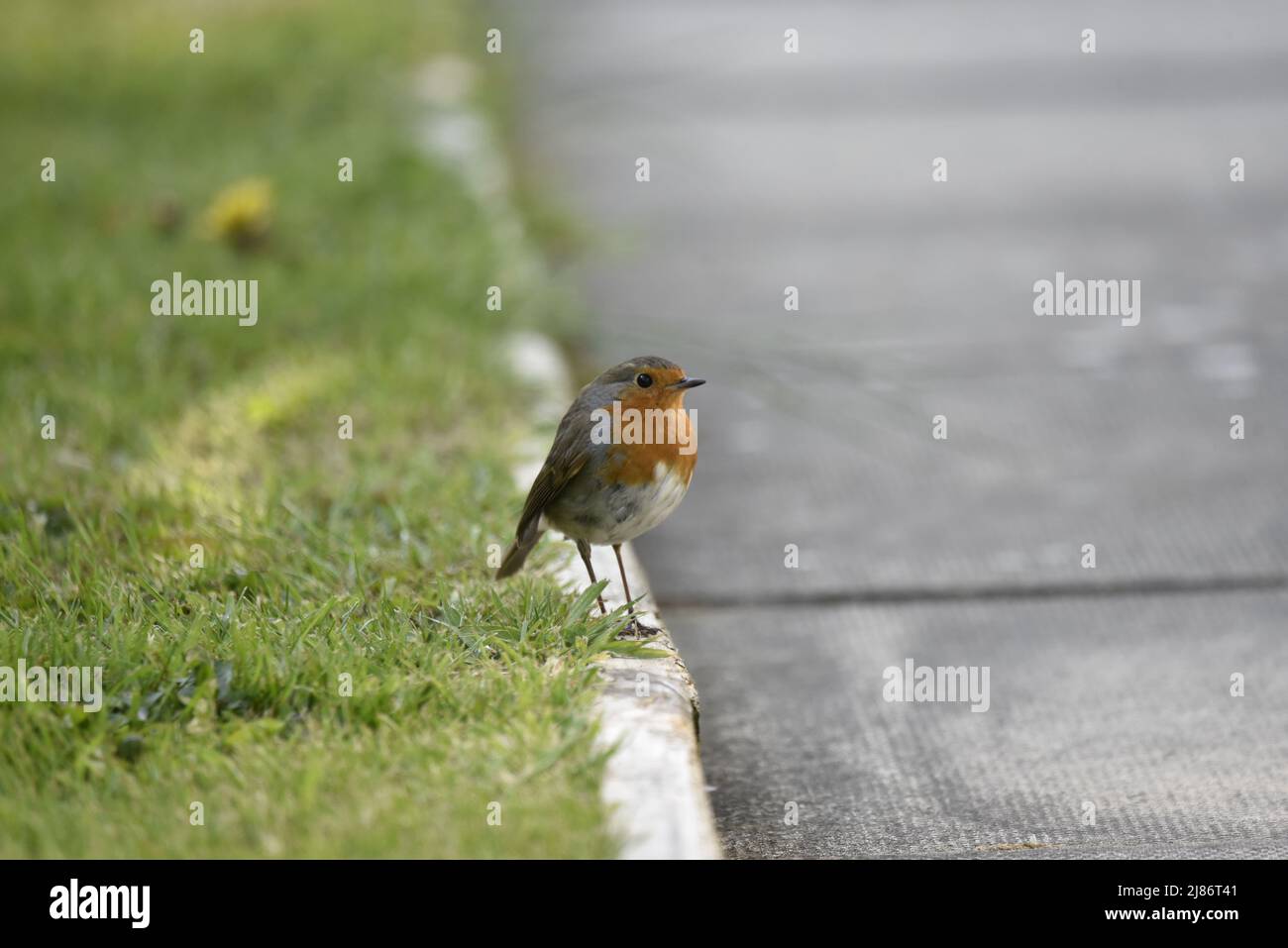 Robin européenne (erithacus rubecula) debout dans le profil droit sur un trottoir au bord d'une bordure d'herbe à gauche du champ de l'image, regardant à droite, Royaume-Uni Banque D'Images