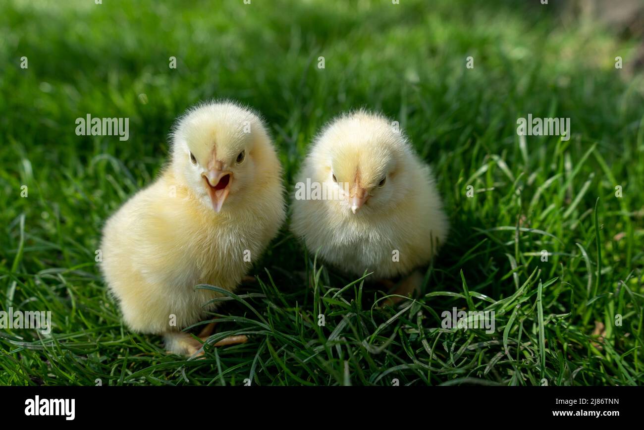 Les petits poussins nouveau-nés reposent sur de l'herbe verte. Ambiance printanière. Arrière-plan pour un message de Pâques ou une carte postale Banque D'Images