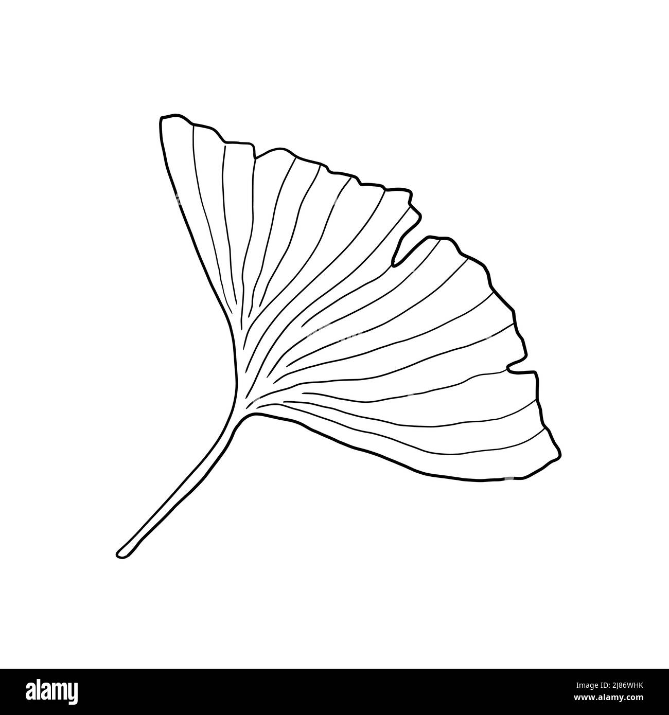 Dessin numérique vectoriel isolé de feuille de Ginkgo biloba. Motif floral japonais style wabi sabi. Illustration de Vecteur
