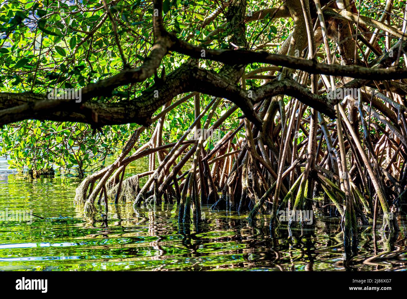Végétation dense de mangrove avec ses arbres et ses racines illuminées par le soleil de la fin de l'après-midi à Rio de Janeiro, Brésil Banque D'Images