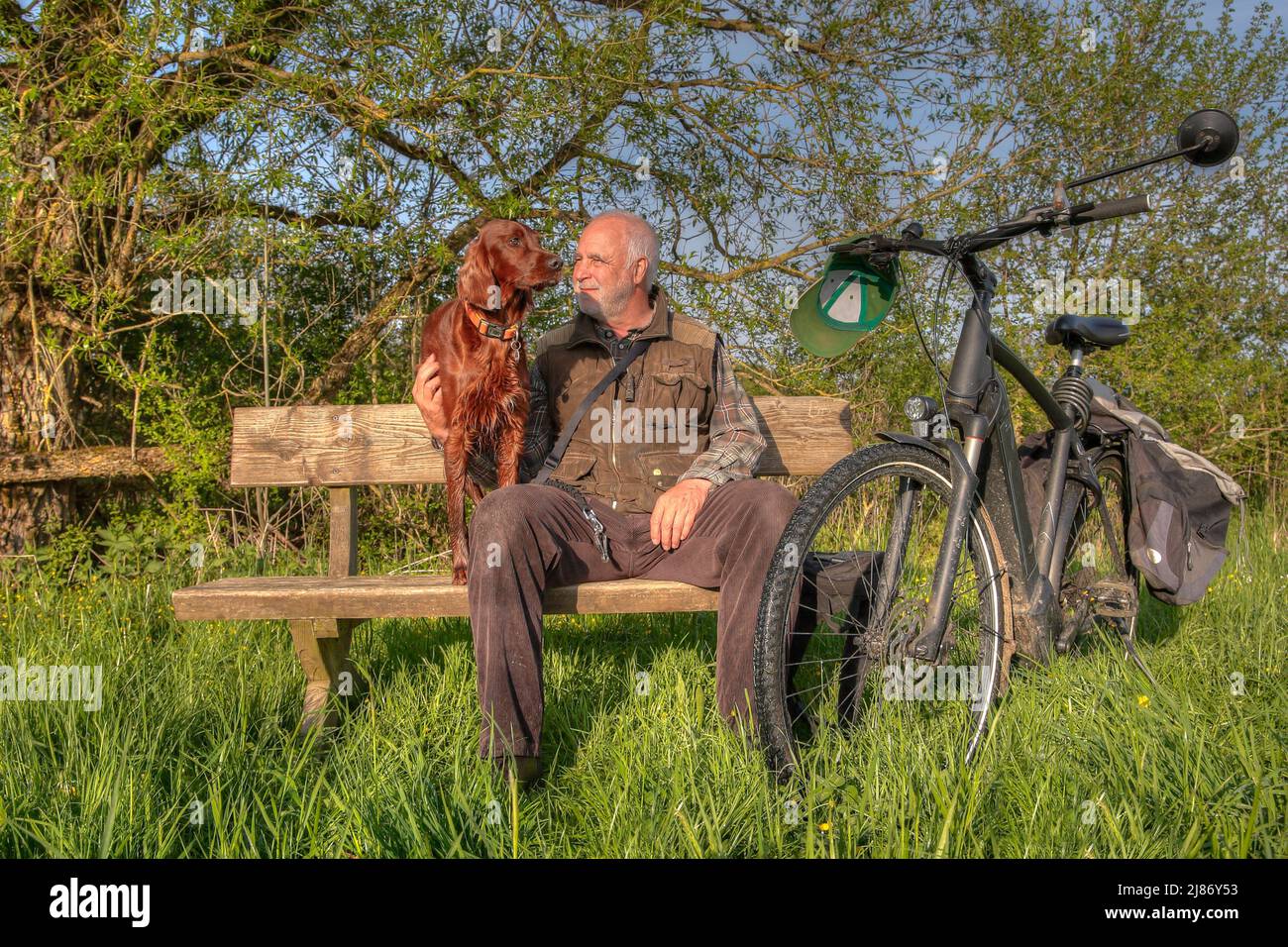 Sous le soleil du matin, un citoyen âgé et son magnifique chien Setter irlandais sont assis sur un banc dans le vert et prennent une pause de la promenade à vélo. Banque D'Images