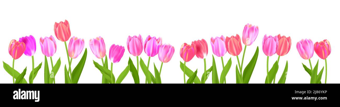 Bannière de tulipes de fleur de printemps isolées Illustration de Vecteur