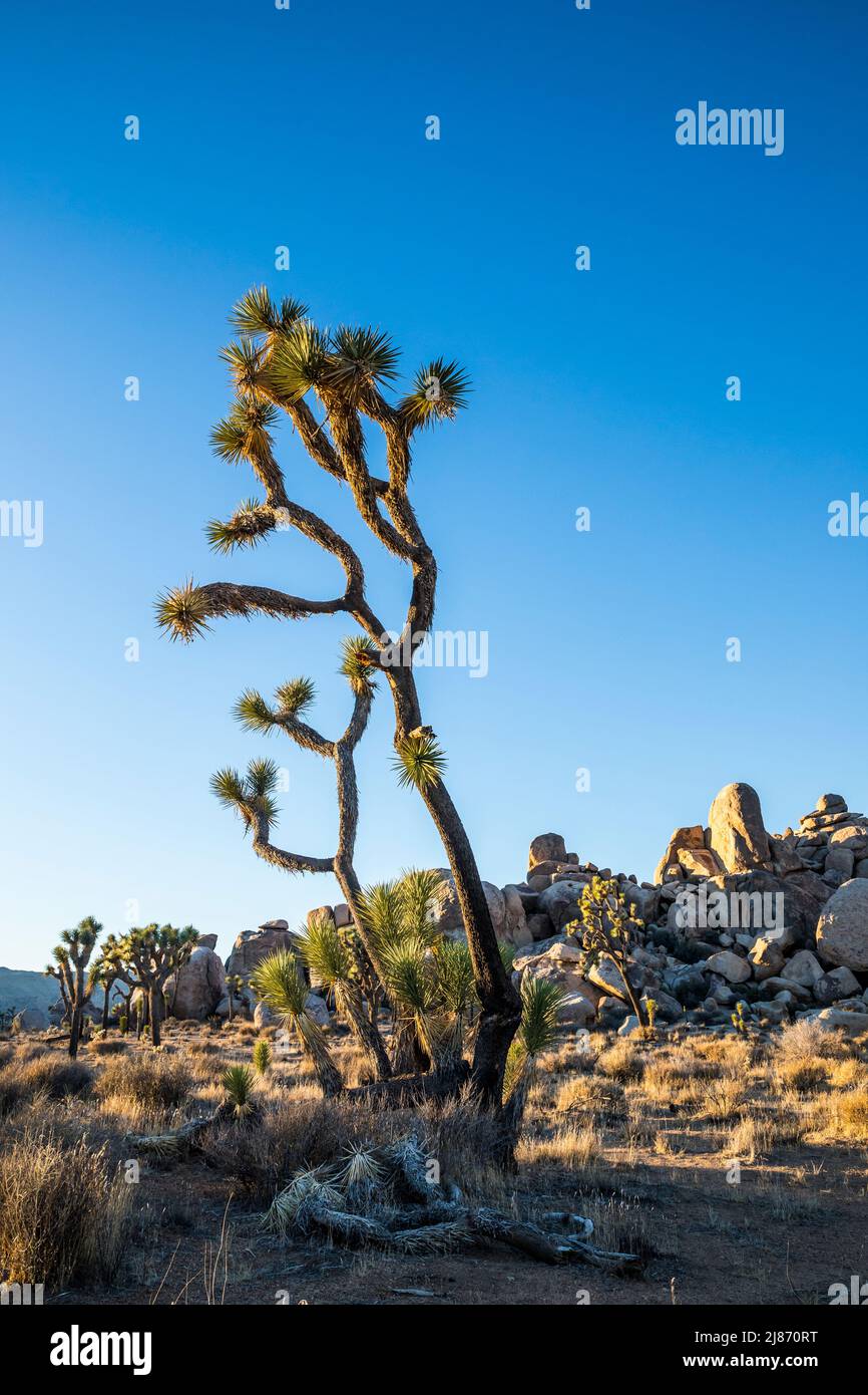 Joshua Trees dans le parc national de Joshua Tree. Banque D'Images