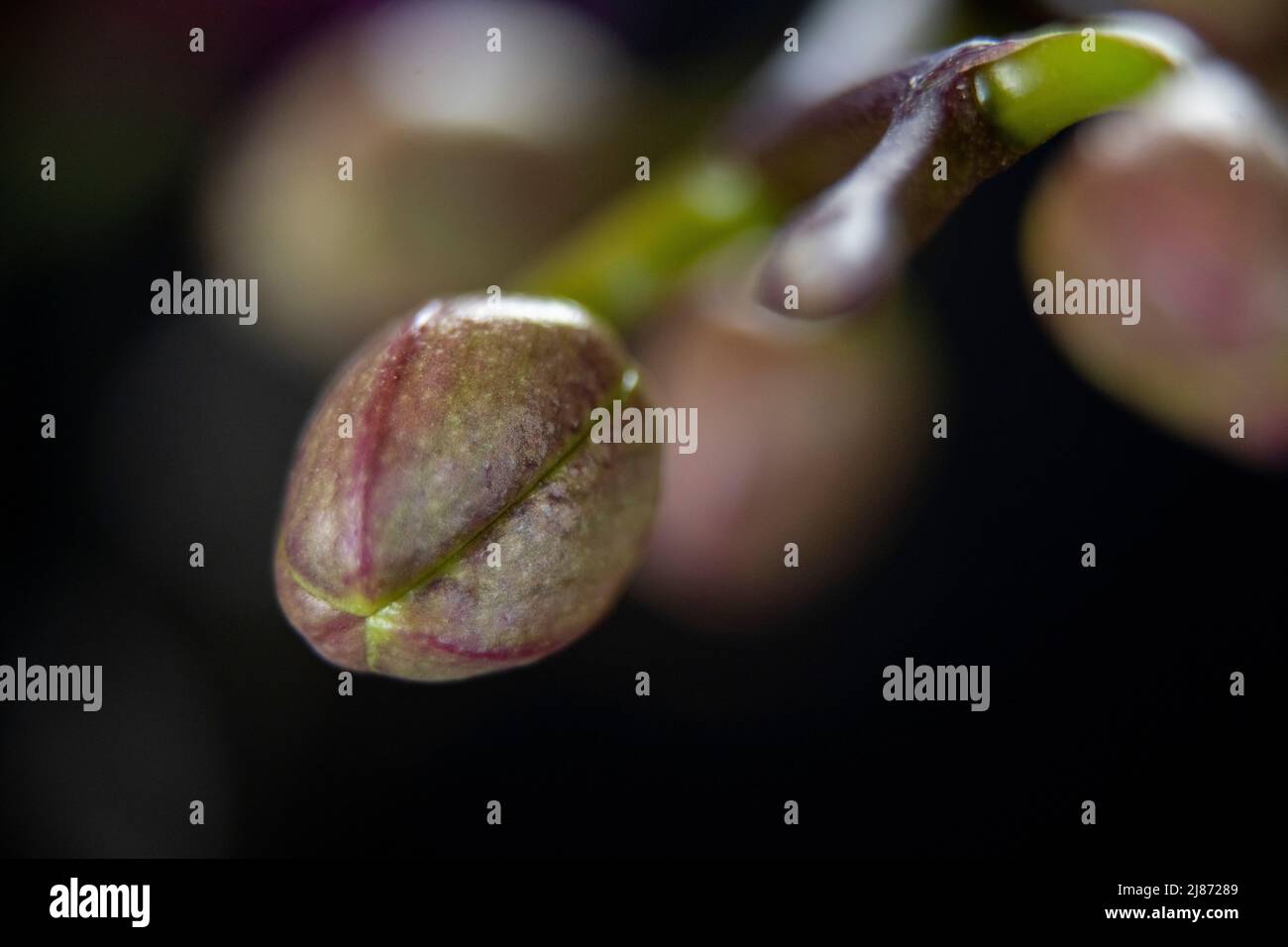 Branche de plante avec boutons de fleur Macro shot Banque D'Images