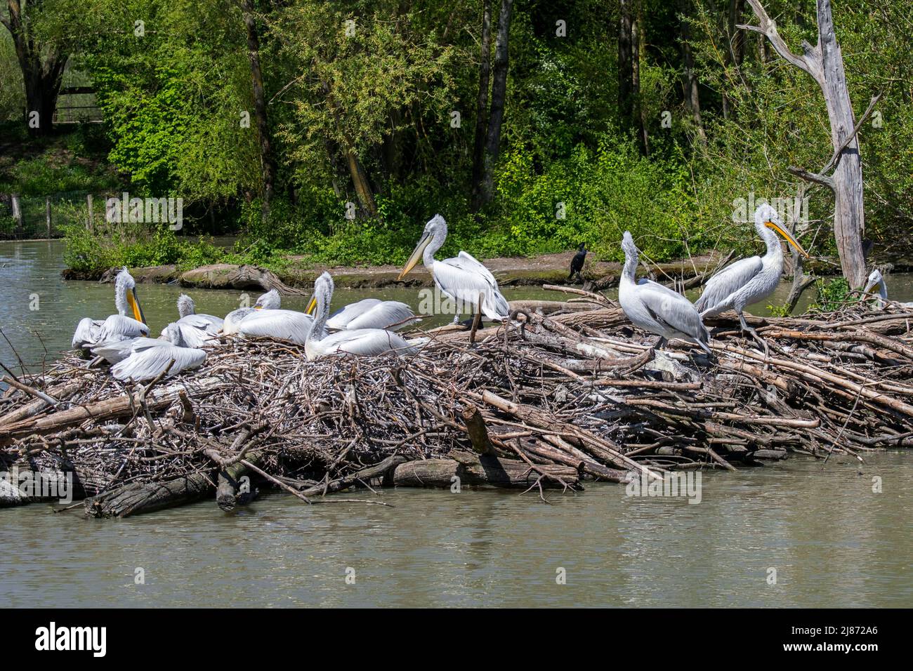 Pélicans dalmates (Pelecanus crispus) sur le site de nidification dans l'étang du zoo Banque D'Images