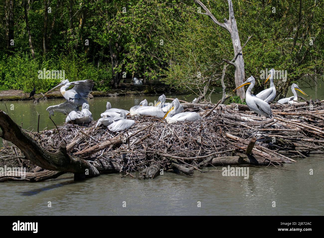 Pélicans dalmates (Pelecanus crispus) sur le site de nidification dans l'étang du zoo Banque D'Images