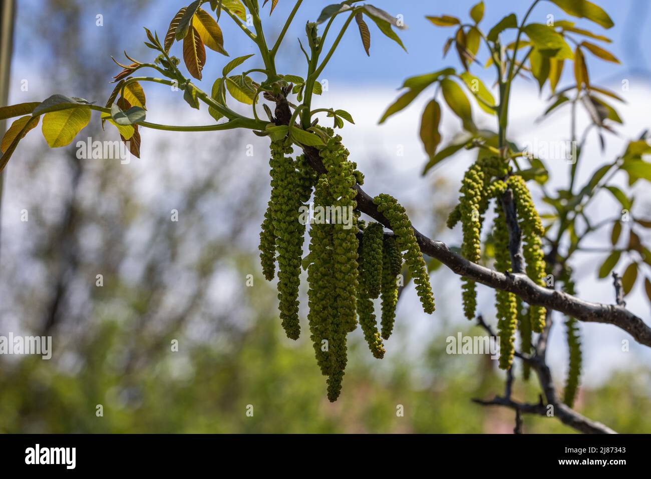 Arbre en fleurs de printemps les noix avec les jeunes feuilles vertes sur fond bleu ciel, selective focus Banque D'Images