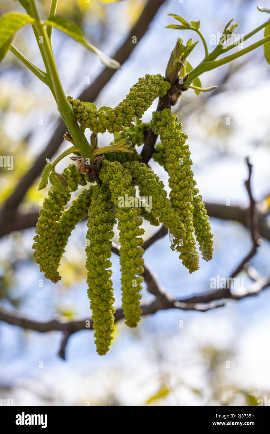 Arbre en fleurs de printemps les noix avec les jeunes feuilles vertes sur fond bleu ciel, selective focus Banque D'Images