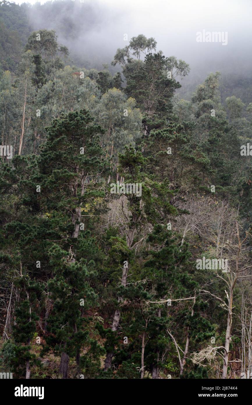 Montagnes, forêt et brume dans la vallée d'Oratova sur l'île de Ténérife, îles Canaries, Espagne. Banque D'Images