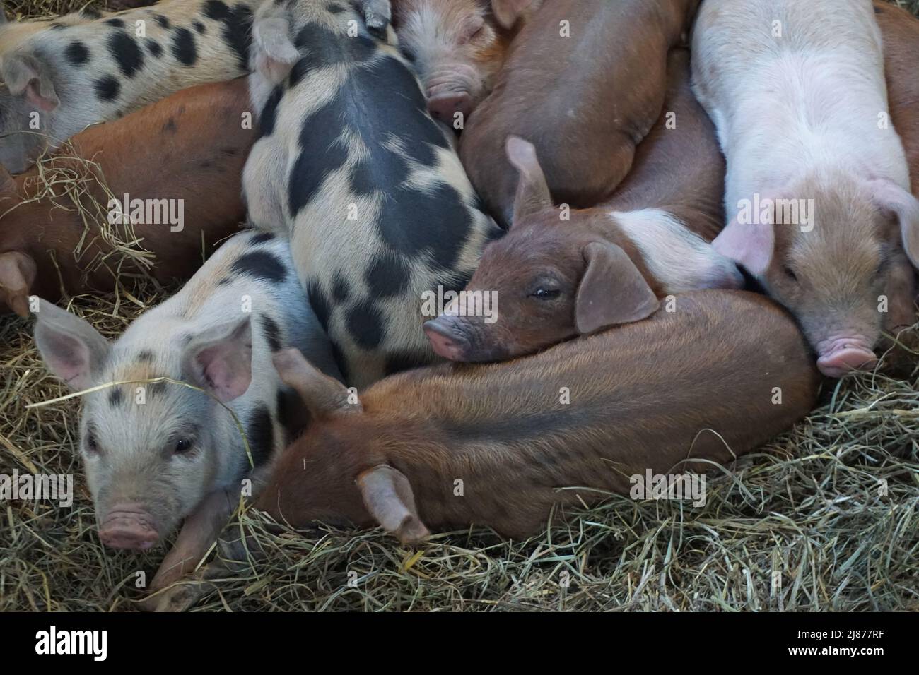 gros plan de nombreux petits porcelets colorés dans le foin Banque D'Images