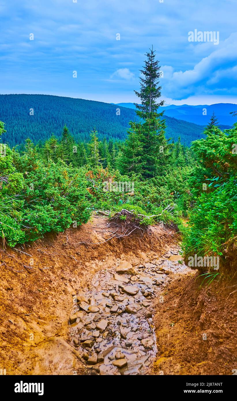Le paysage de la pente du Mont Hoverla avec un ruisseau étroit peu profond dans un drain profond, Carpates, Ukraine Banque D'Images