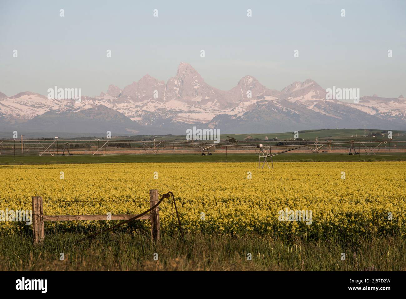 La gamme Teton offre une toile de fond à un champ pittoresque de canola en fleurs, Ashton, Idaho, États-Unis Banque D'Images