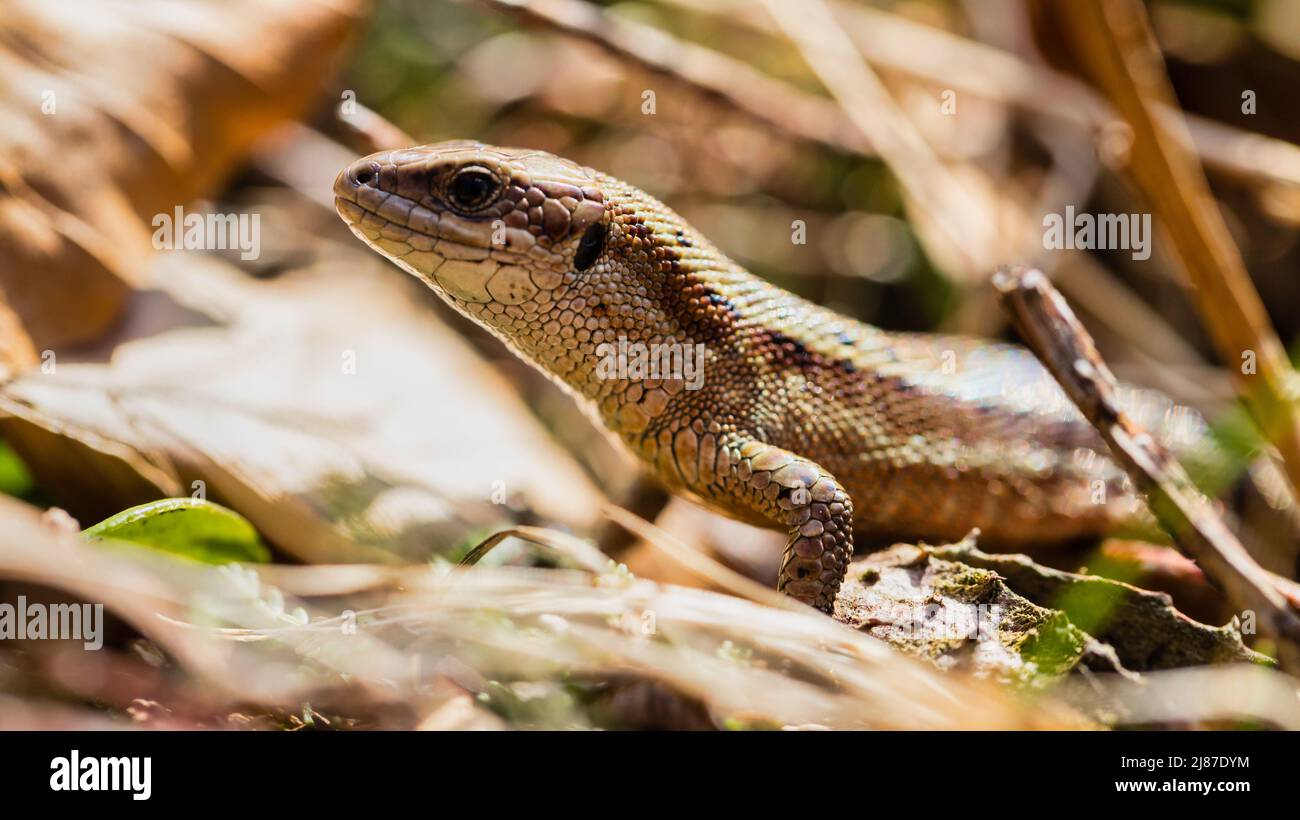 Ce petit lézard était seulement aussi grand qu'un petit doigt. Il s'est bien caché dans la santé dense. Sa balance brune la camouflait parfaitement. Banque D'Images