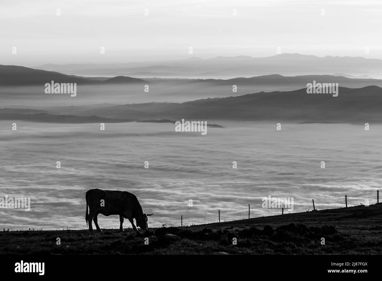 Pasteurs de vache sur une montagne, au-dessus d'une mer de brouillard au coucher du soleil Banque D'Images