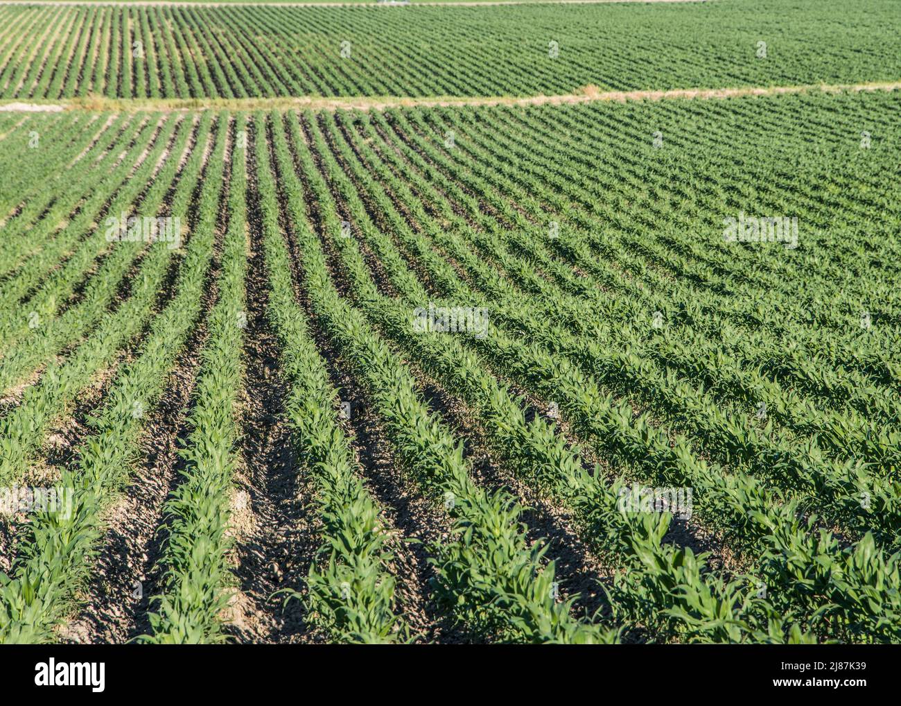 Rangs de blé vert avant de partir, rangs seulement, pas de fond, Idaho, Etats-Unis Banque D'Images