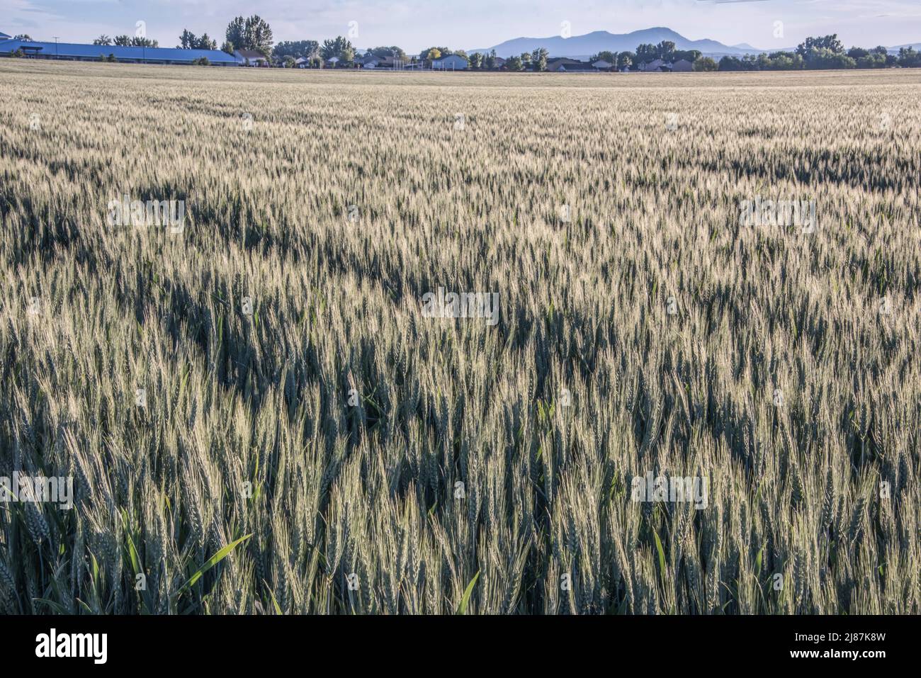 Un grand champ de grains de blé mûrit près de Caldwell, Idaho, États-Unis Banque D'Images