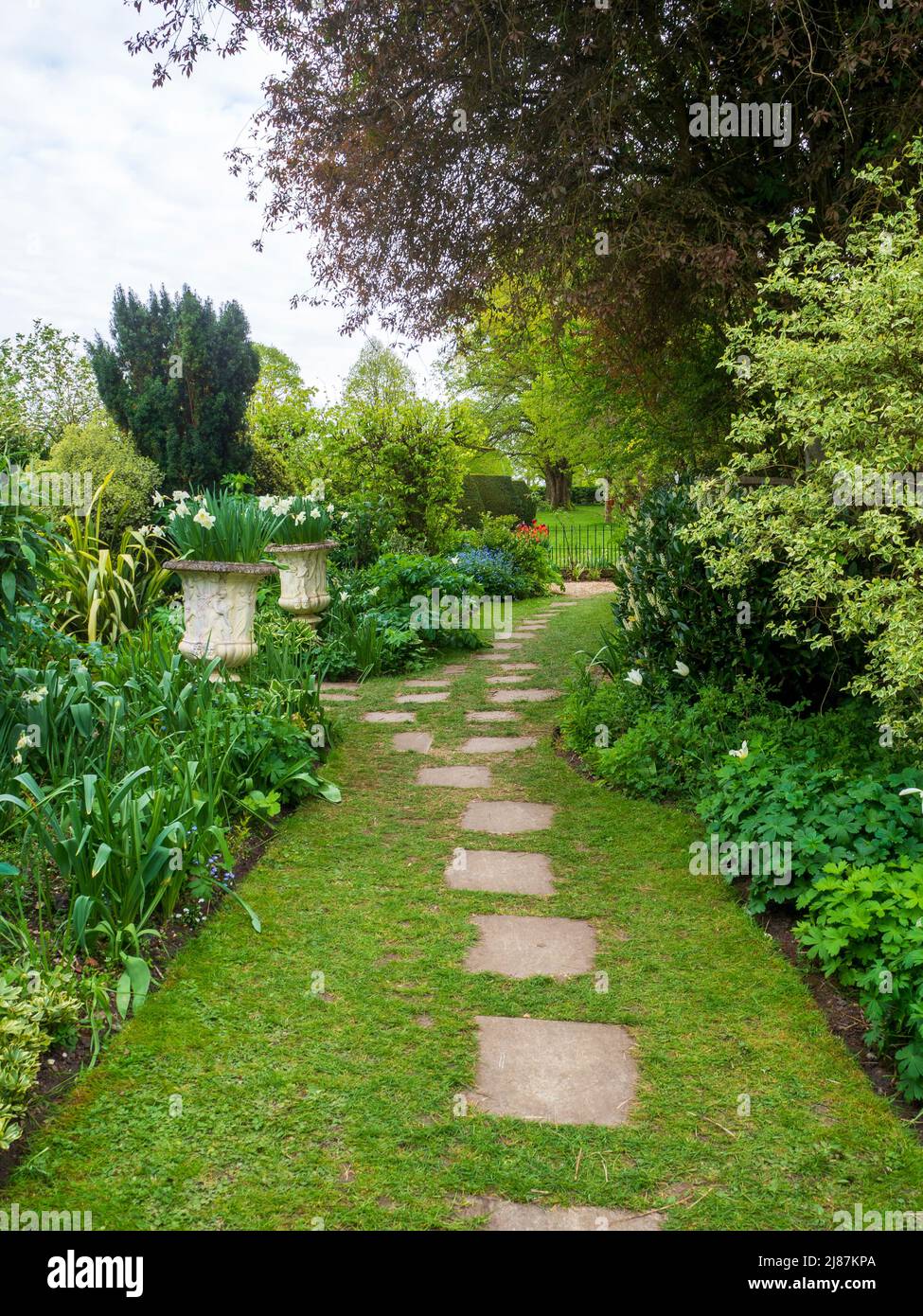 Chenies Manor Garden. Chemin à travers le jardin blanc au printemps, montrant des nuances de vert, de feuillage varié et de jonquilles blanches dans les planteurs. Banque D'Images
