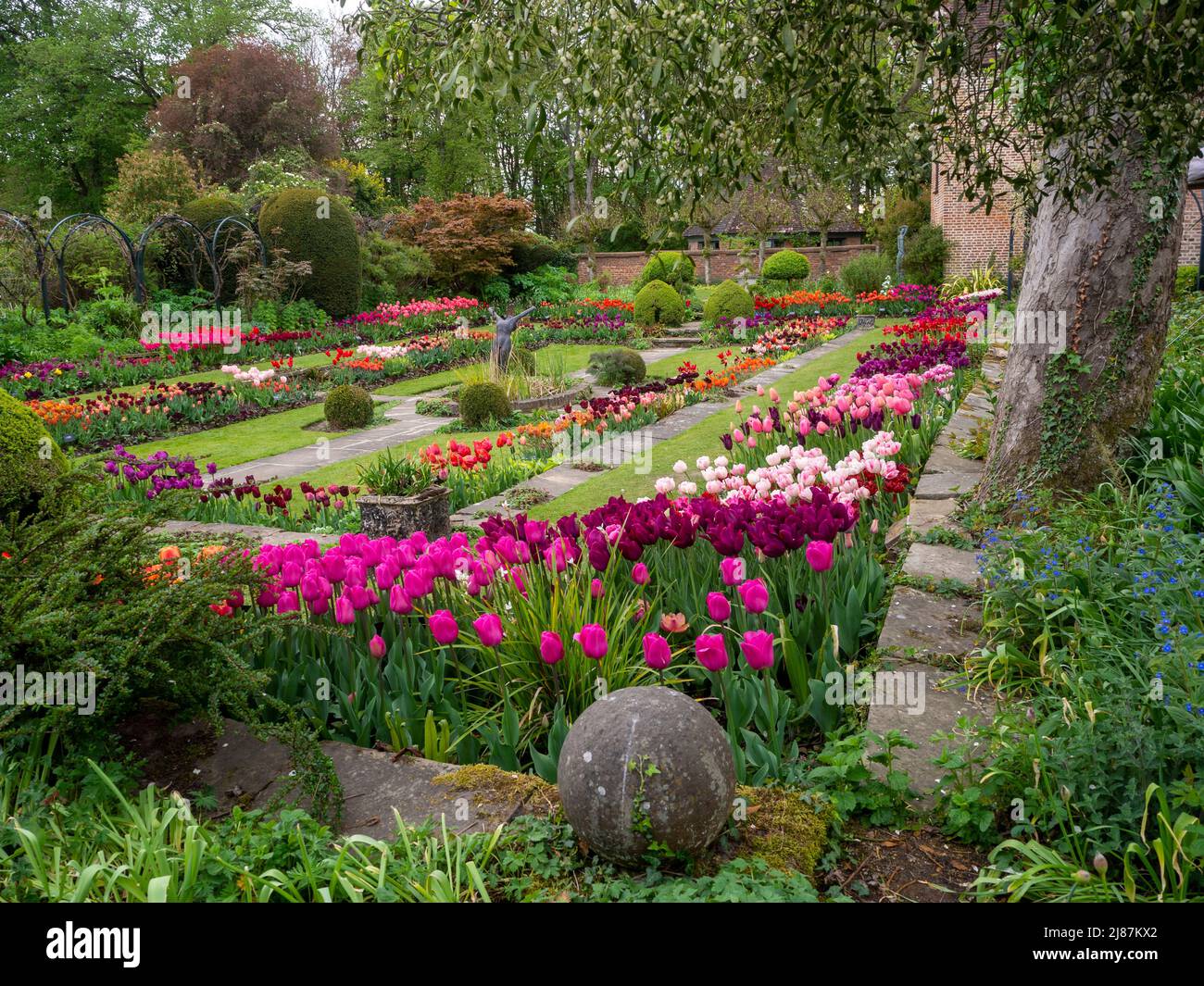 Chenies Manor Garden. De belles variétés de tulipes dans le jardin en contrebas. Couleurs rose, mauve, rouge, orange vif et pastel. Banque D'Images
