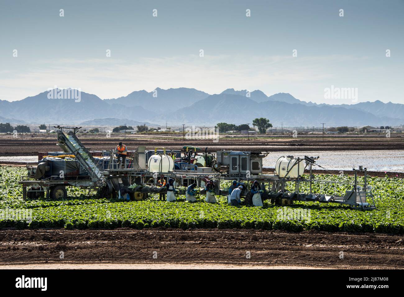 Travailleurs agricoles migrants récoltant du brocoli près de Yuma, Arizona, États-Unis. Banque D'Images