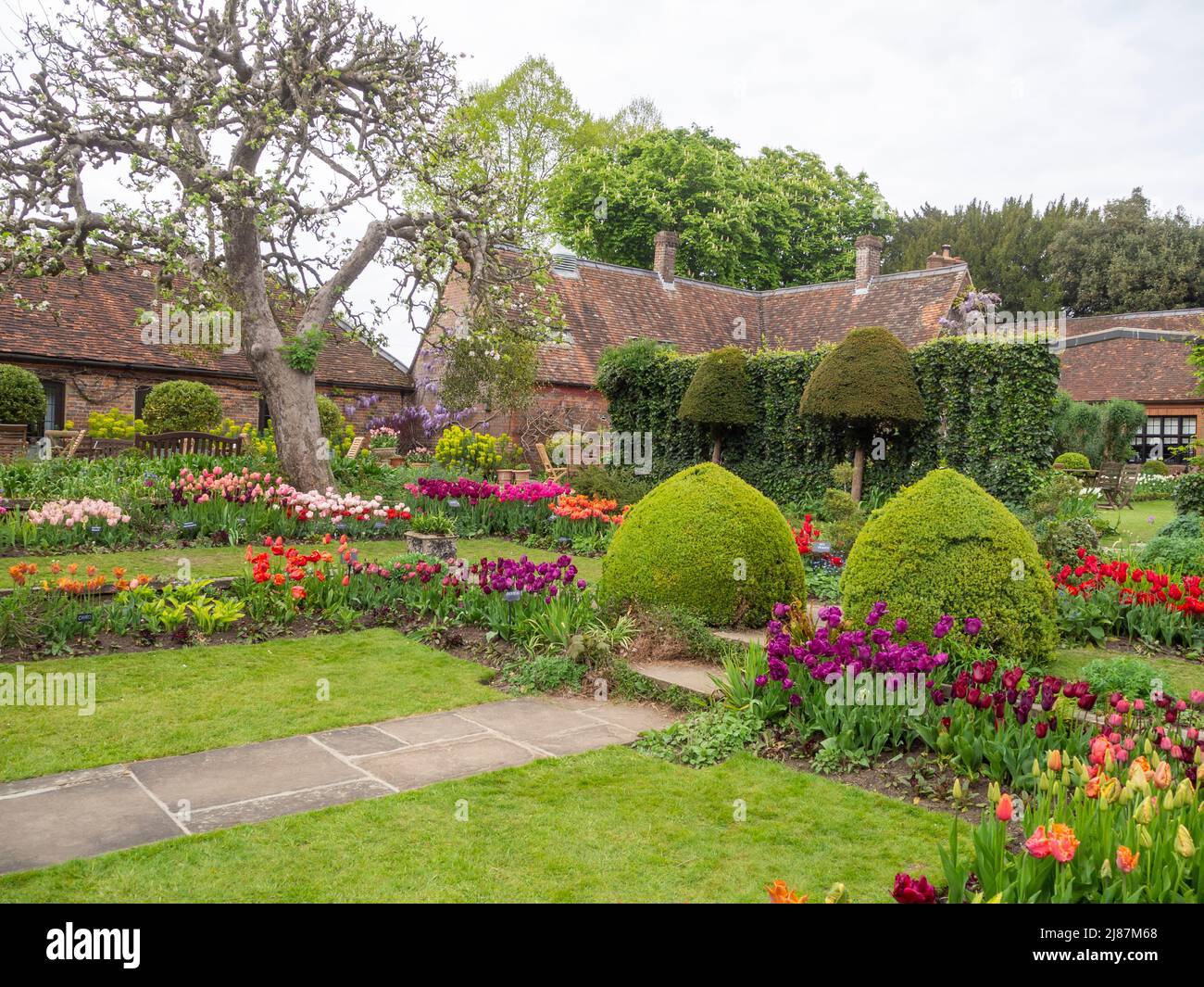 Chenies Manor Garden. Chemins de jardin en contrebas et marches à travers la pelouse et topiaire. Rangées de bulbes de printemps dans les frontières et les bâtiments Tudor en vue. Banque D'Images