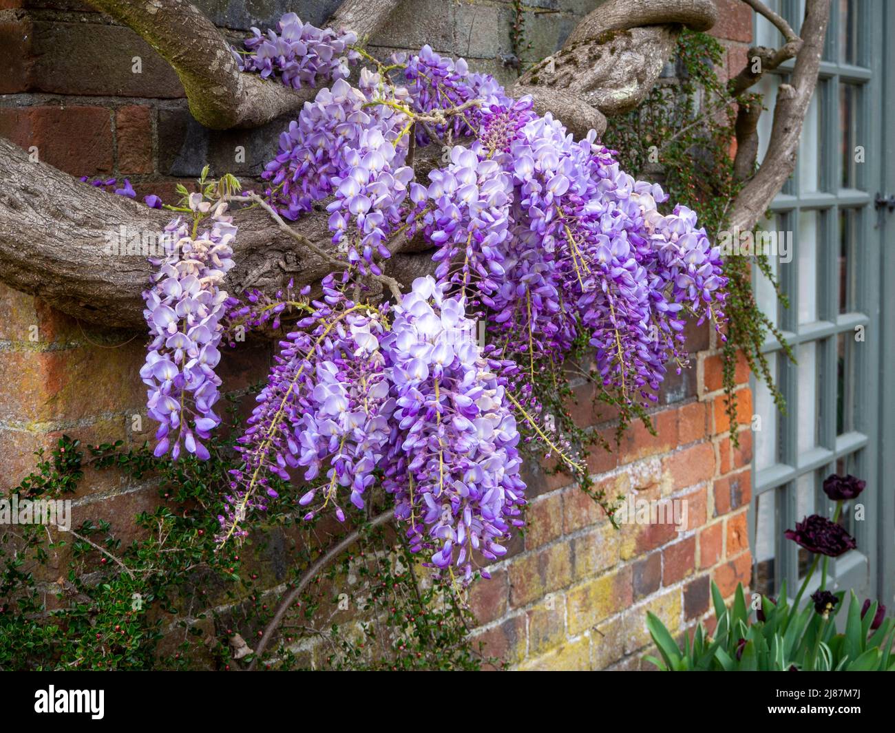 Chenies Manor Garden.Wisteria sur le mur de la chambre de jardin près des fenêtres à la française. Banque D'Images