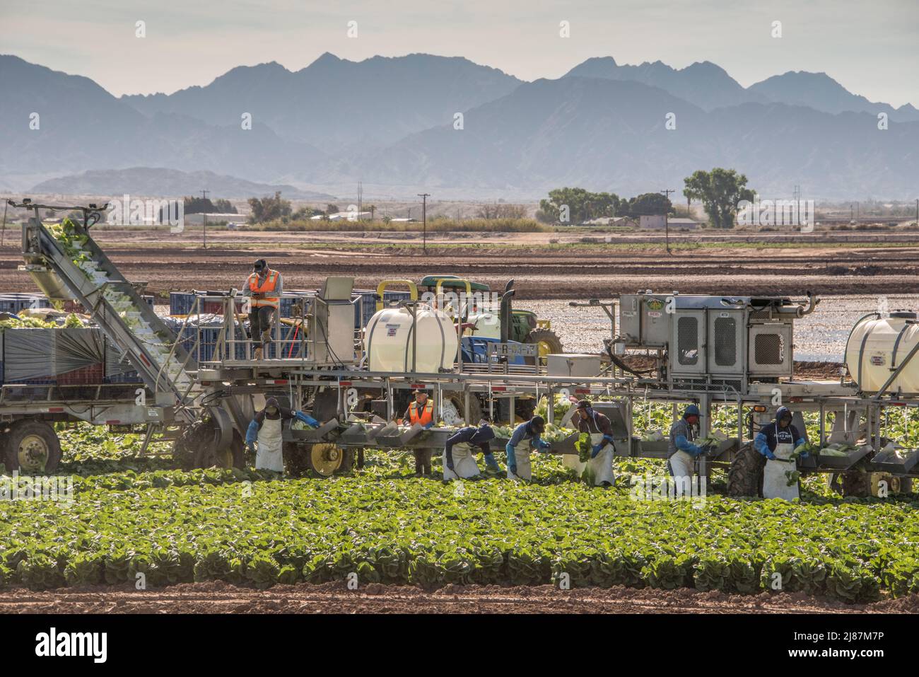 Travailleurs agricoles migrants récoltant du brocoli près de Yuma, Arizona, États-Unis. Banque D'Images