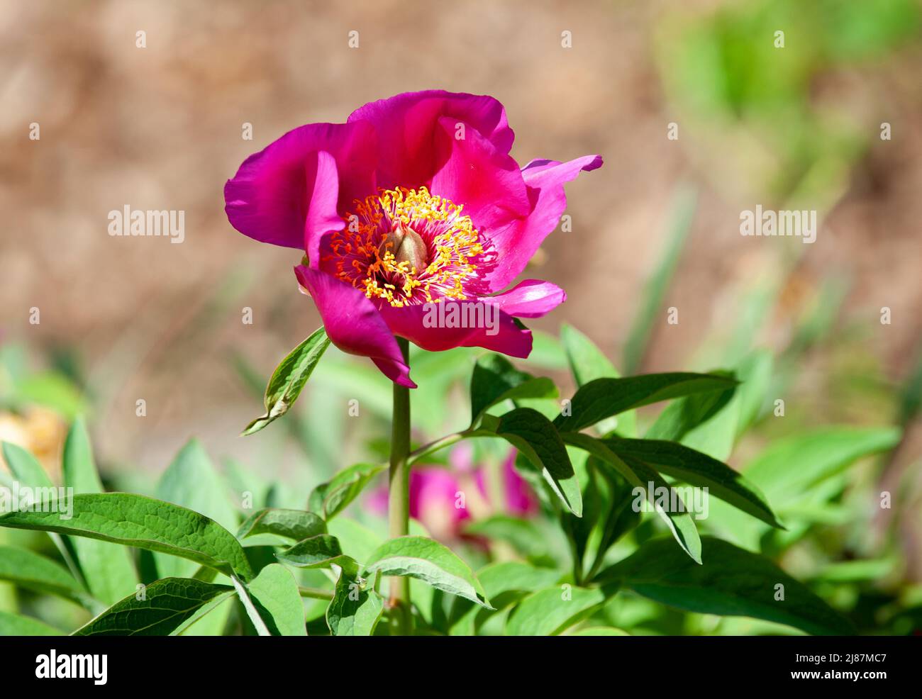 Paeoniaceae, paeonia, fleurs de pivoines dans le jardin Banque D'Images