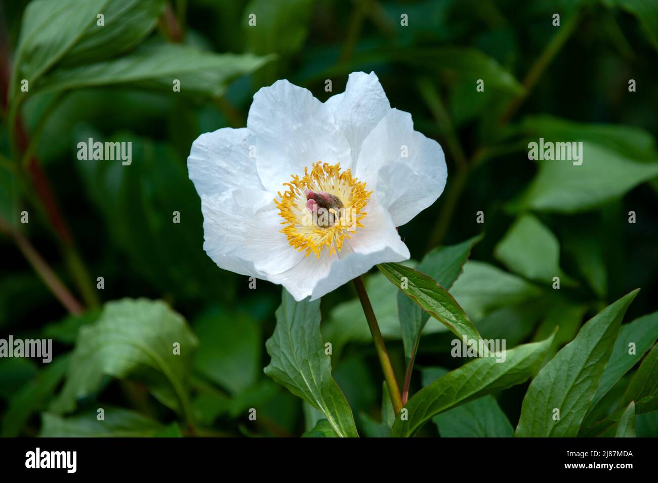 Paeoniaceae, paeonia, fleurs de pivoines dans le jardin Banque D'Images