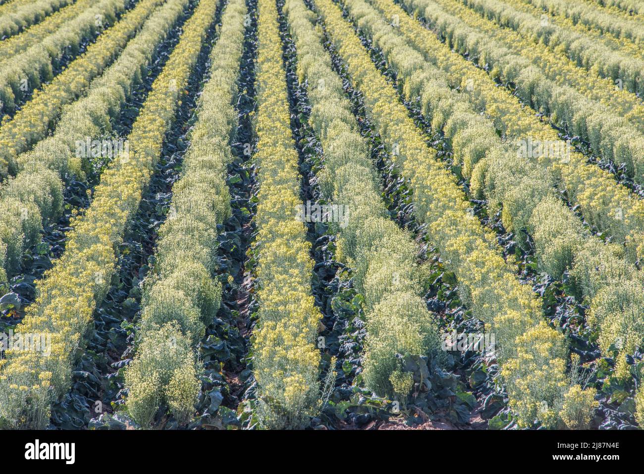 Brocoli croissant en rangées pour la production de semences. Banque D'Images