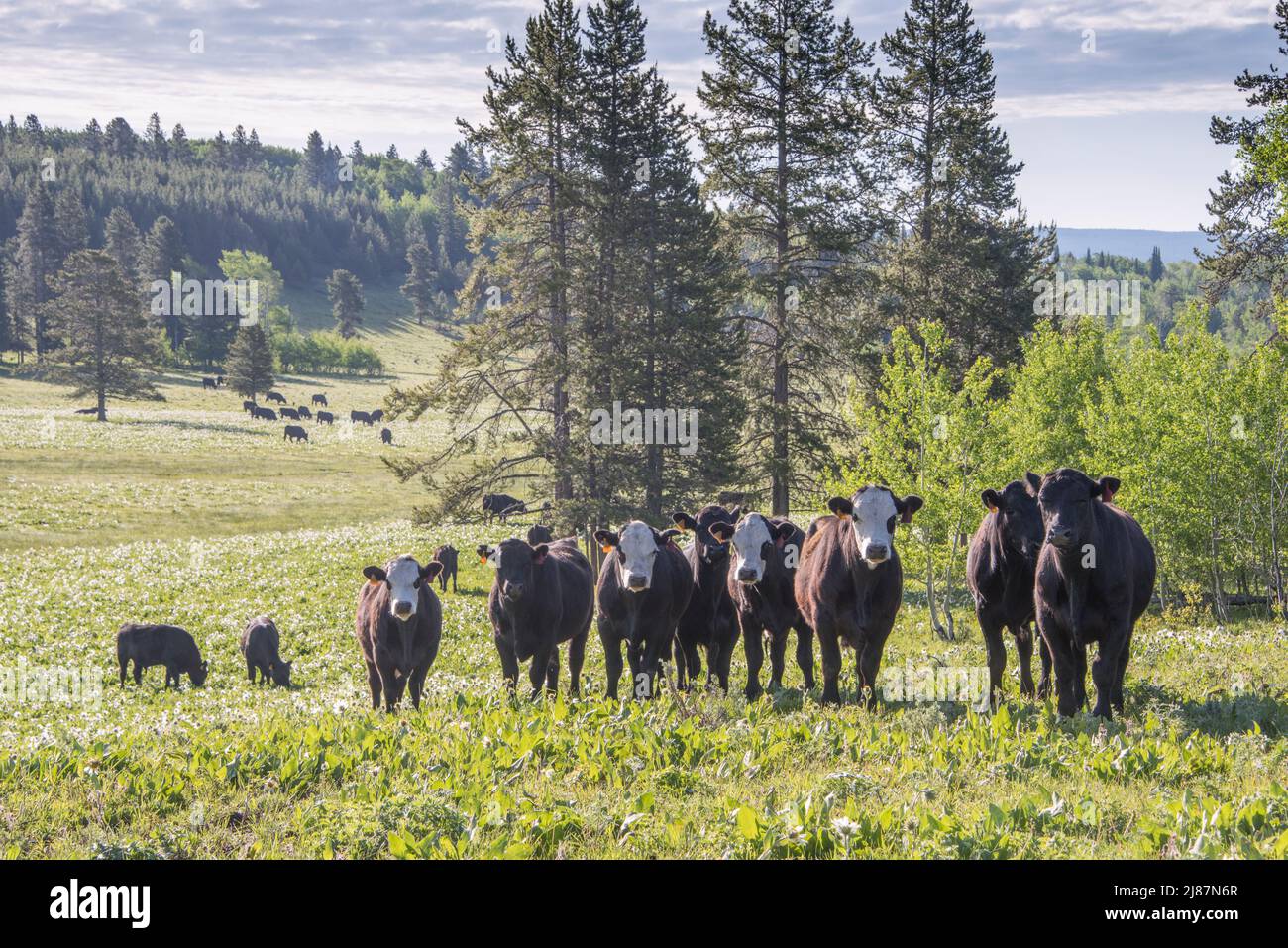 Brouette de bétail de terres publiques à Island Park, comté de Fremont, Idaho, Etats-Unis Banque D'Images