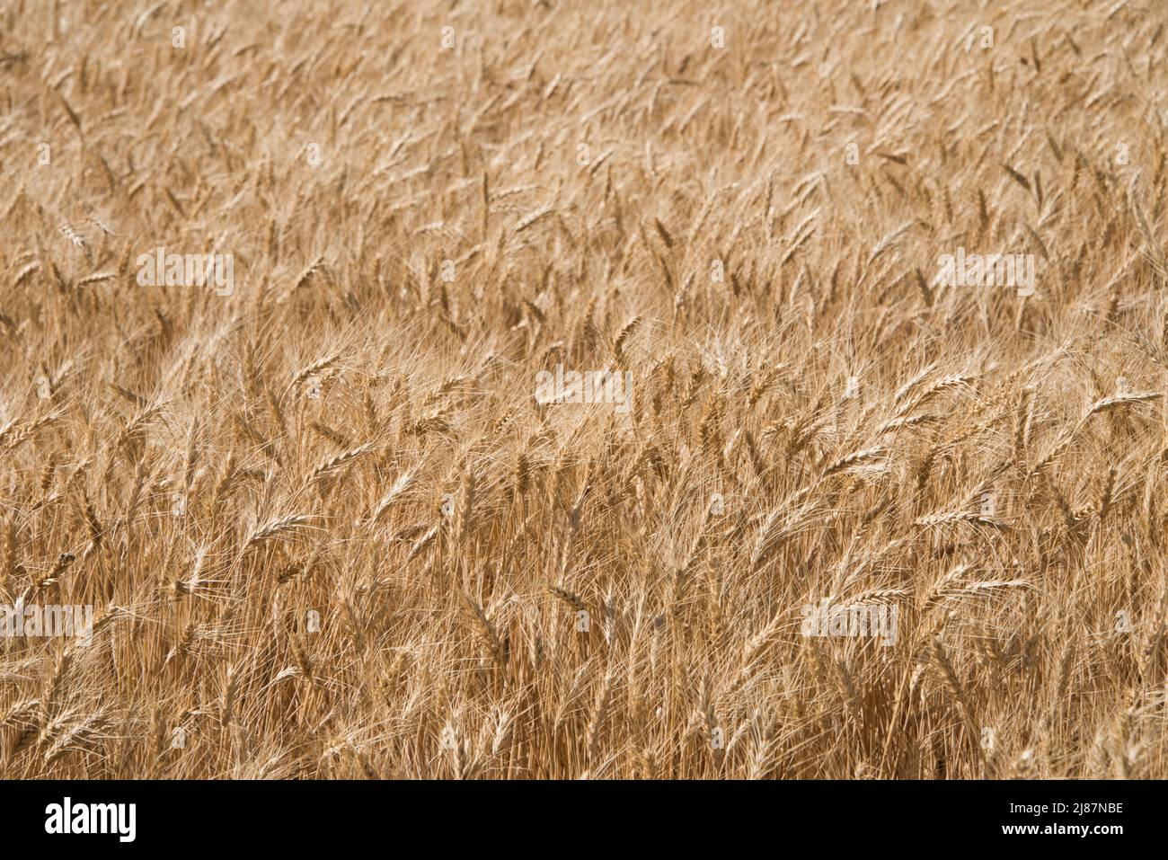 Près des têtes de blé doré mûres, Menan, Idaho, États-Unis Banque D'Images