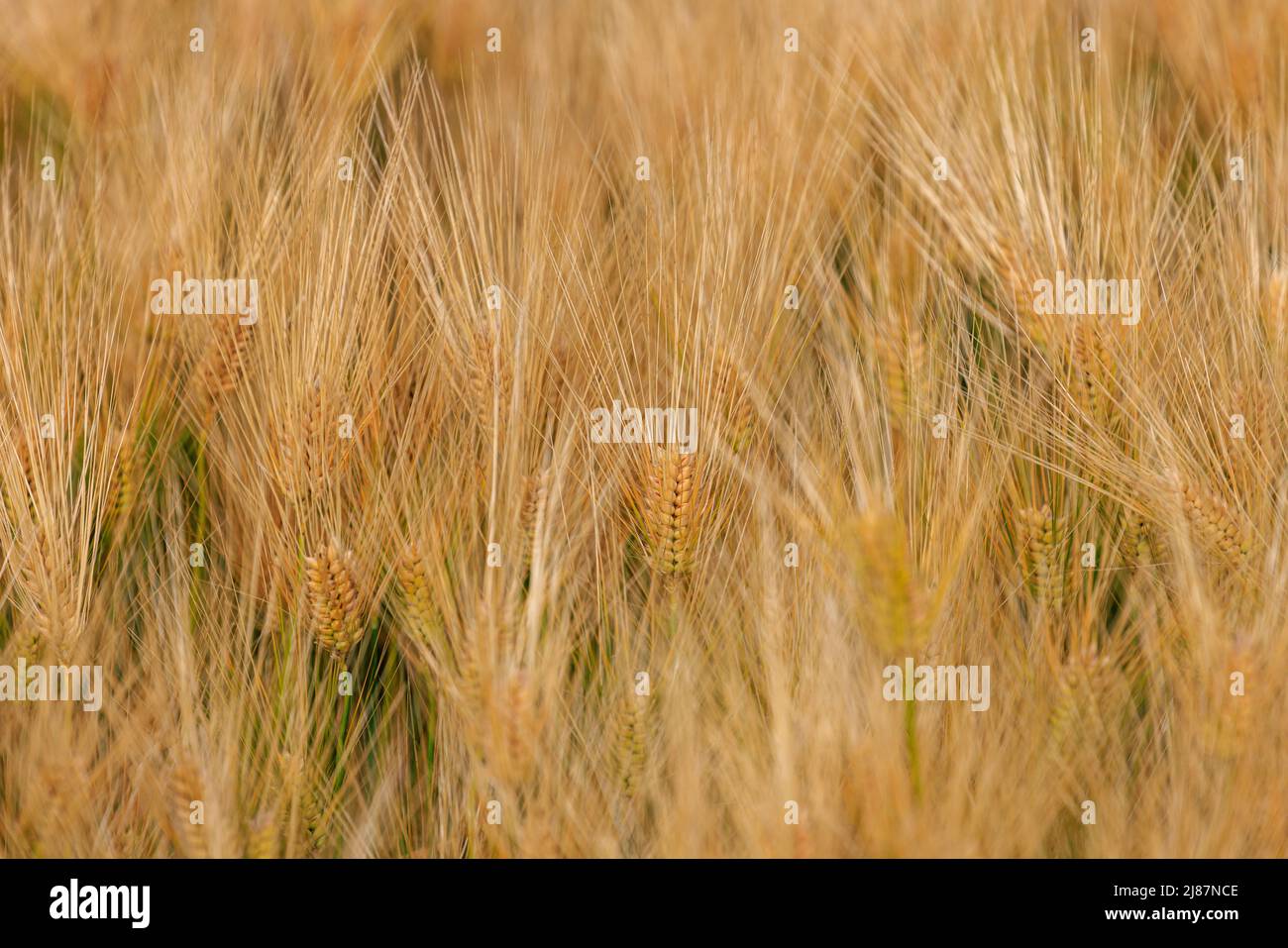 Gros plan des plants de grains dorés dans le champ avant la récolte Banque D'Images