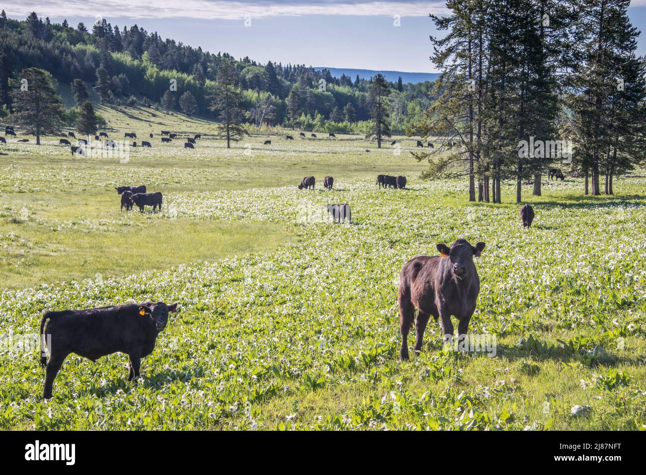 Brouette de bétail de terres publiques à Island Park, comté de Fremont, Idaho, Etats-Unis Banque D'Images