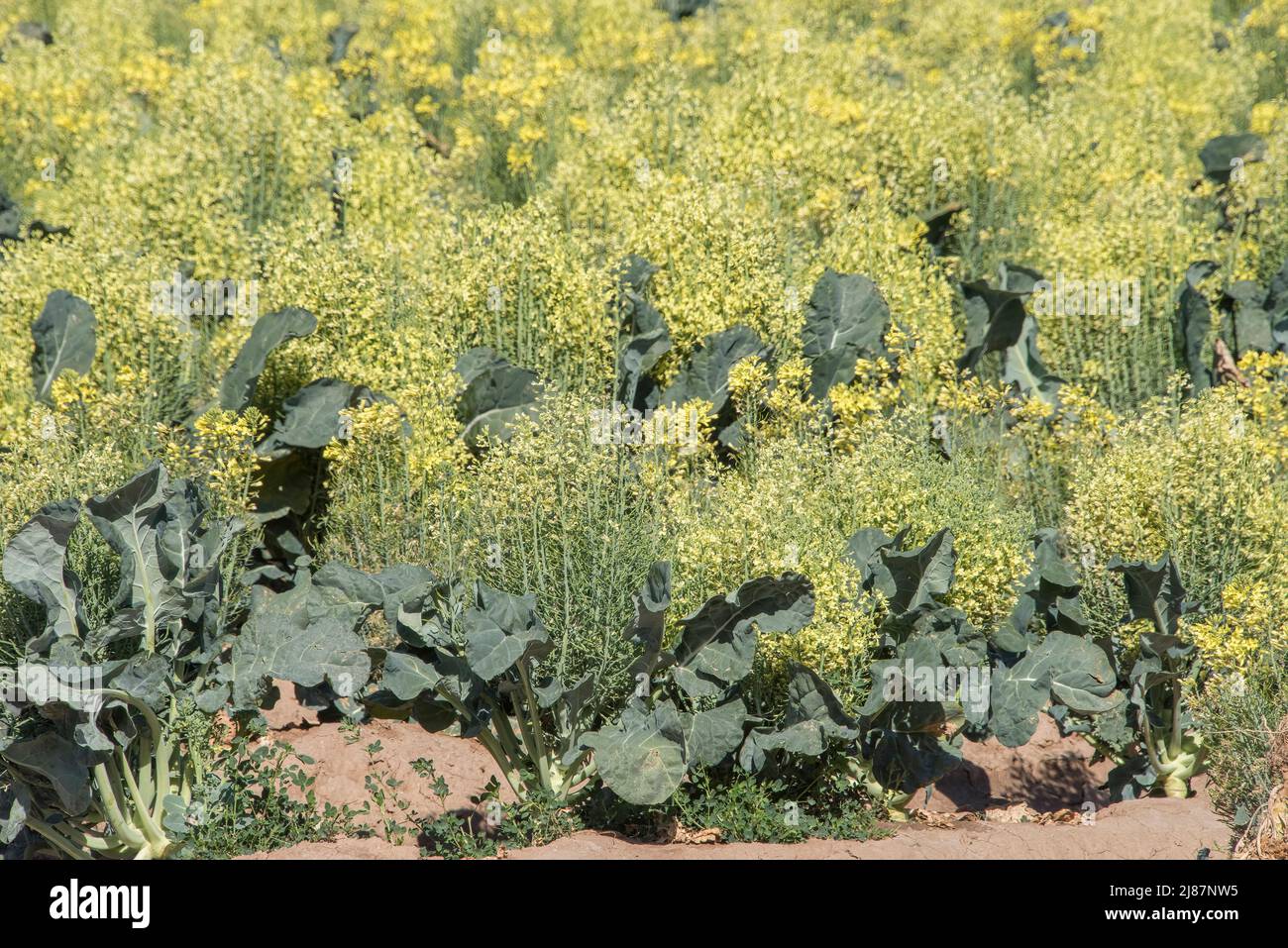 Les plantes de brocoli vont à la graine pour produire des graines à vendre, Yuma, Arizona, États-Unis Banque D'Images