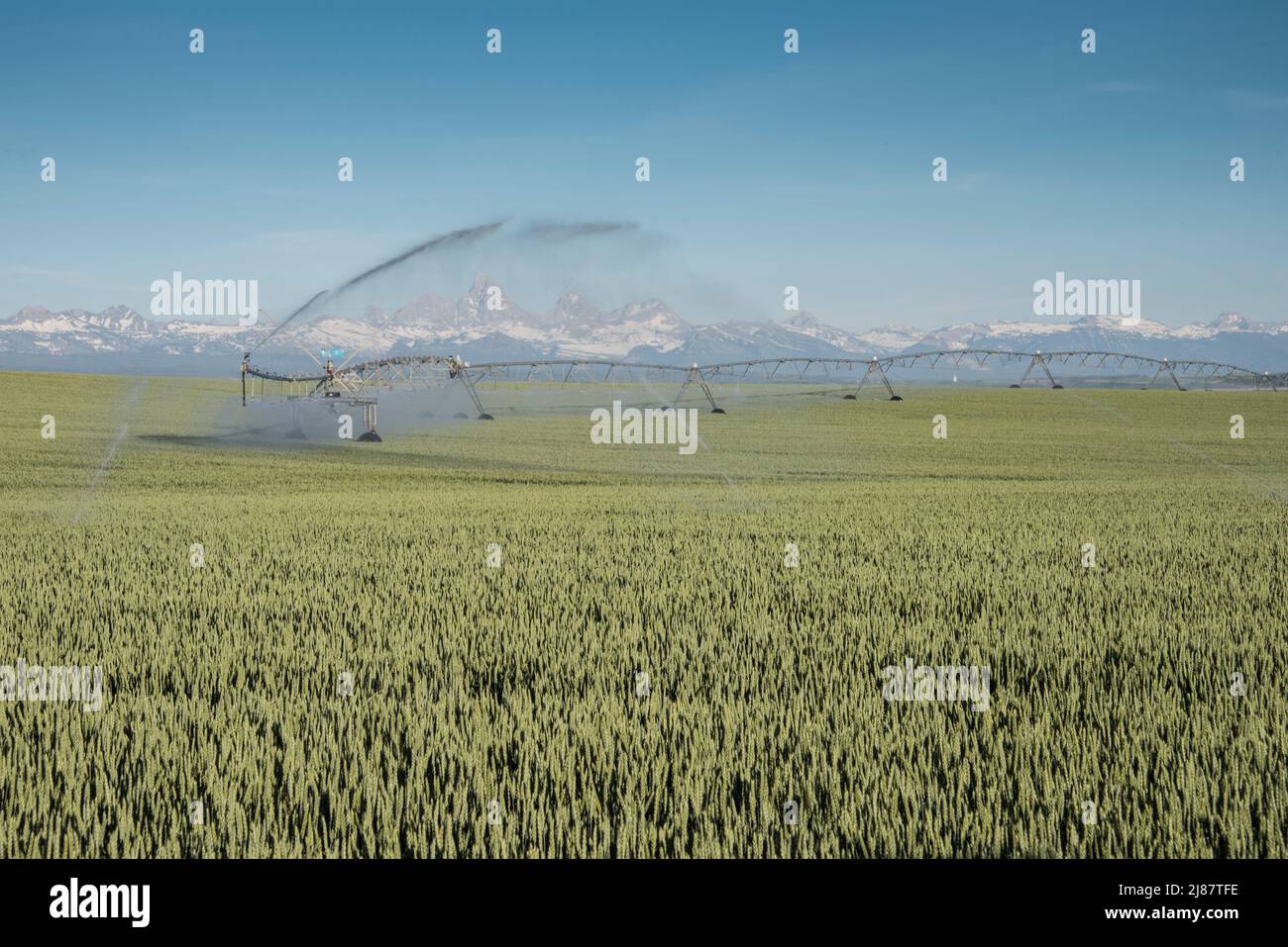 Les arroseurs à pivot central irriguent une culture de blé avec Teton Range en arrière-plan, Ashton, comté de Fremont, Idaho, États-Unis Banque D'Images