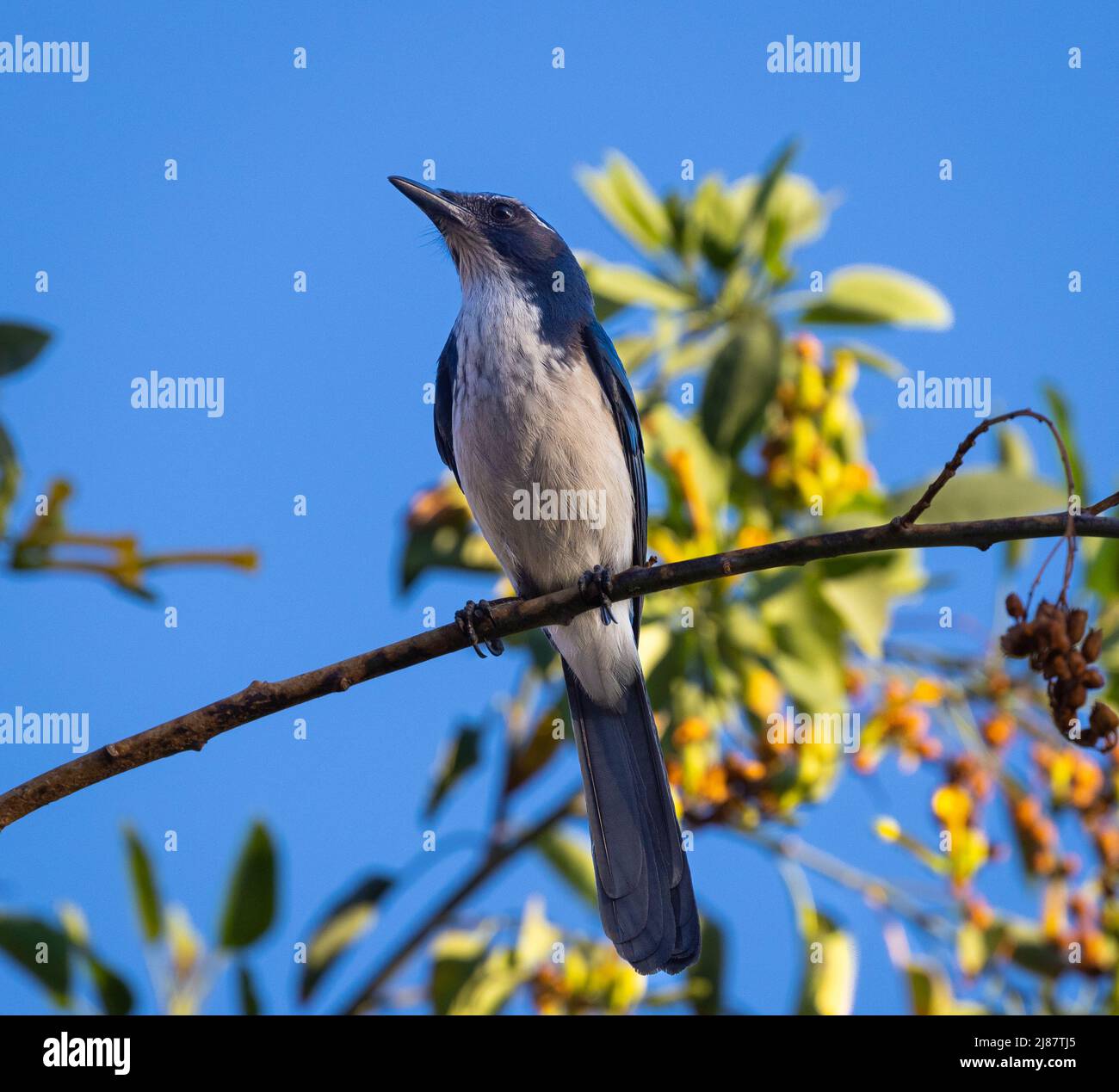 California Scrub jay sur l'agence Banque D'Images California Scrub jay sur l'agence Banque D'Images