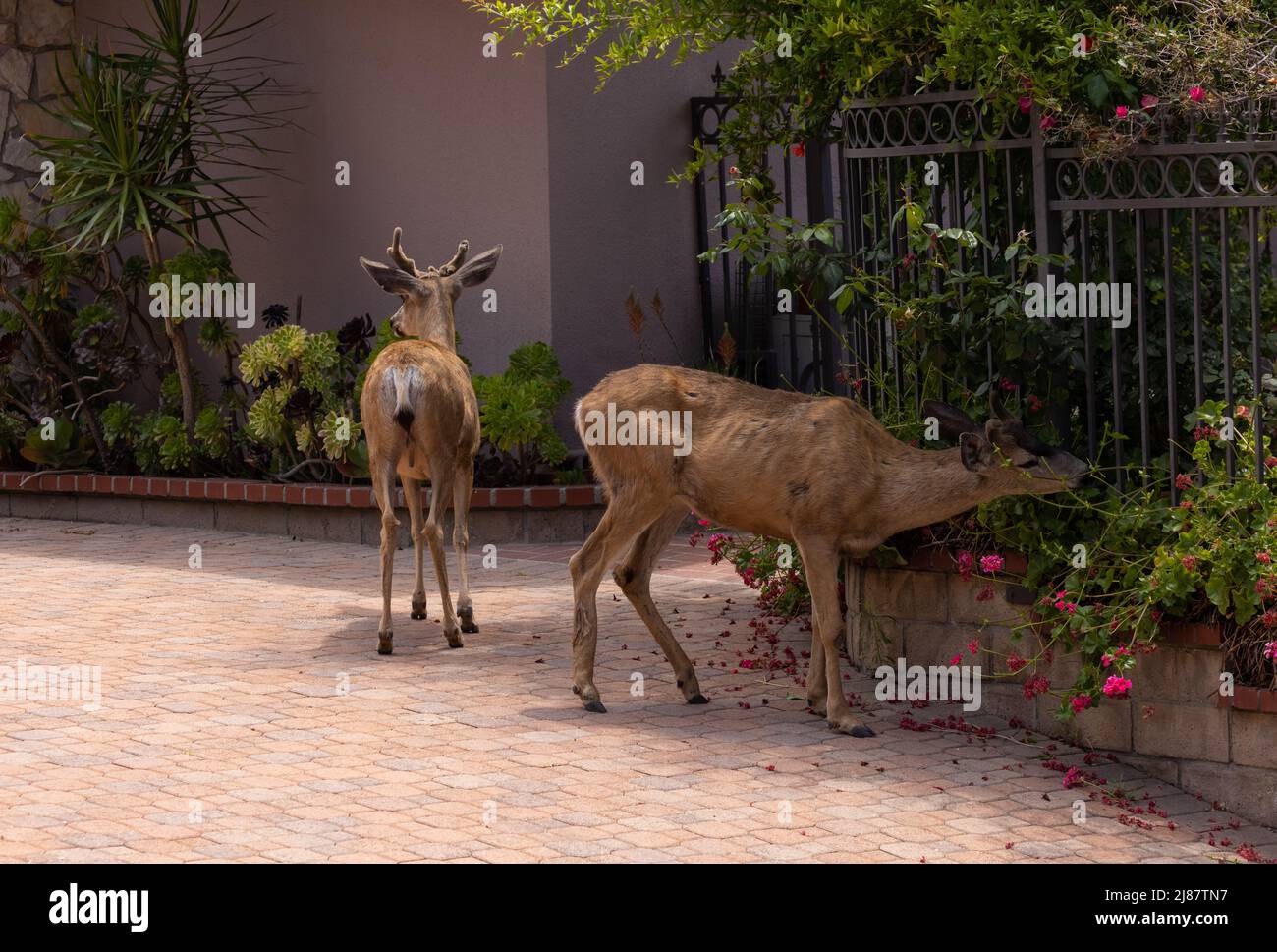 Deer dans un quartier résidentiel Banque D'Images Deer dans un quartier résidentiel Banque D'Images