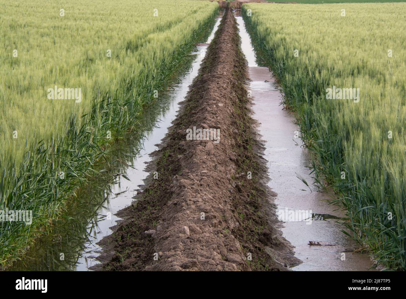 Gros plan de la culture du blé vert sous irrigation par inondation, Yuma, Arizona, États-Unis Banque D'Images