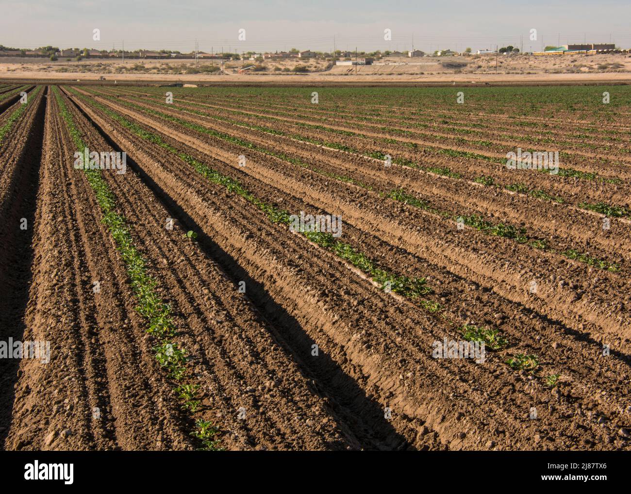 Les cultures en rangs sont une grande entreprise agricole près de Yuma, en Arizona, aux États-Unis Banque D'Images