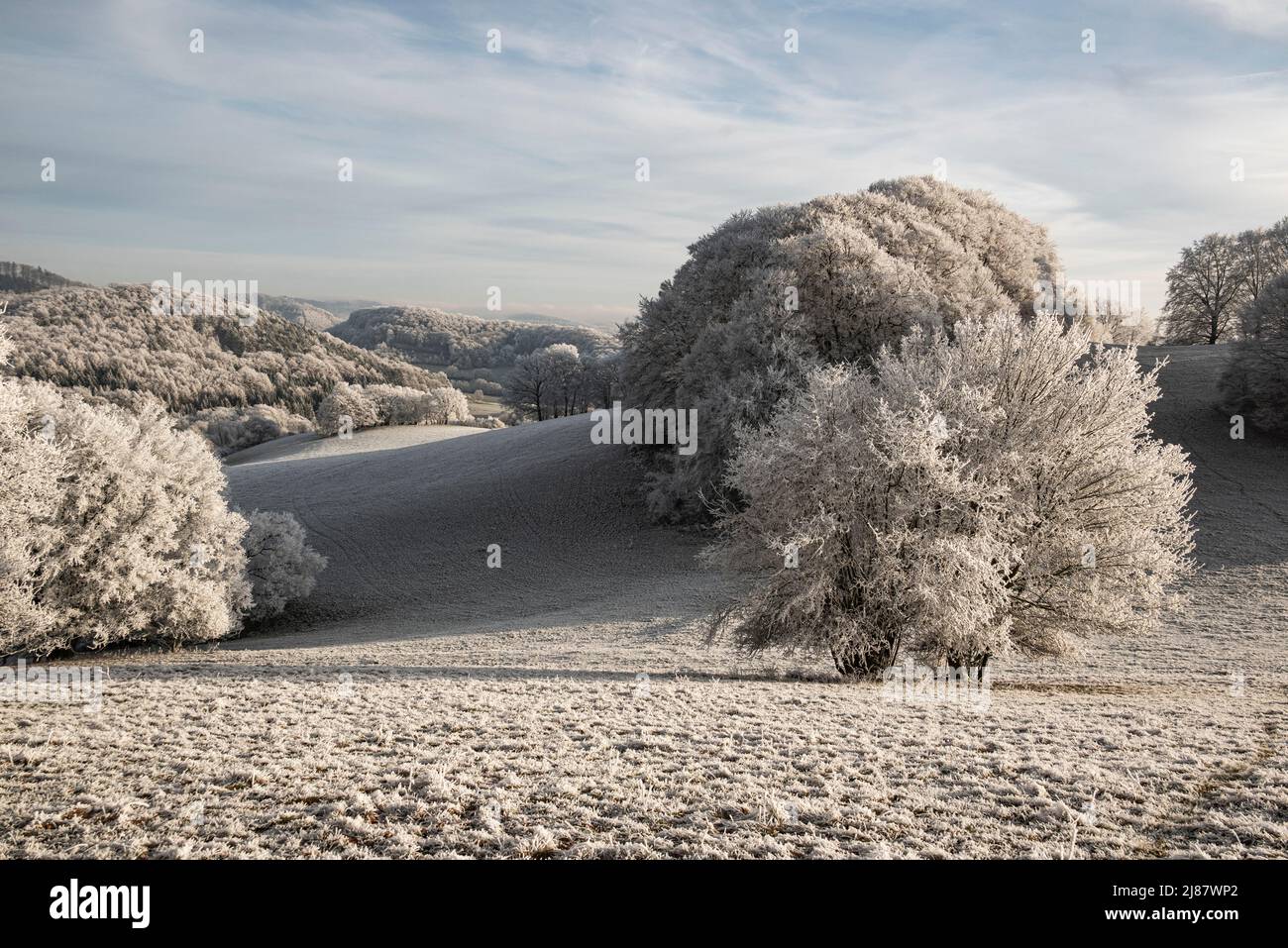 Scène rurale avec des arbres blancs dépolis sur les collines vallonnées de Rühler Schweiz, dans un beau paysage d'hiver, près de Golmbach, Weserbergland, Allemagne Banque D'Images