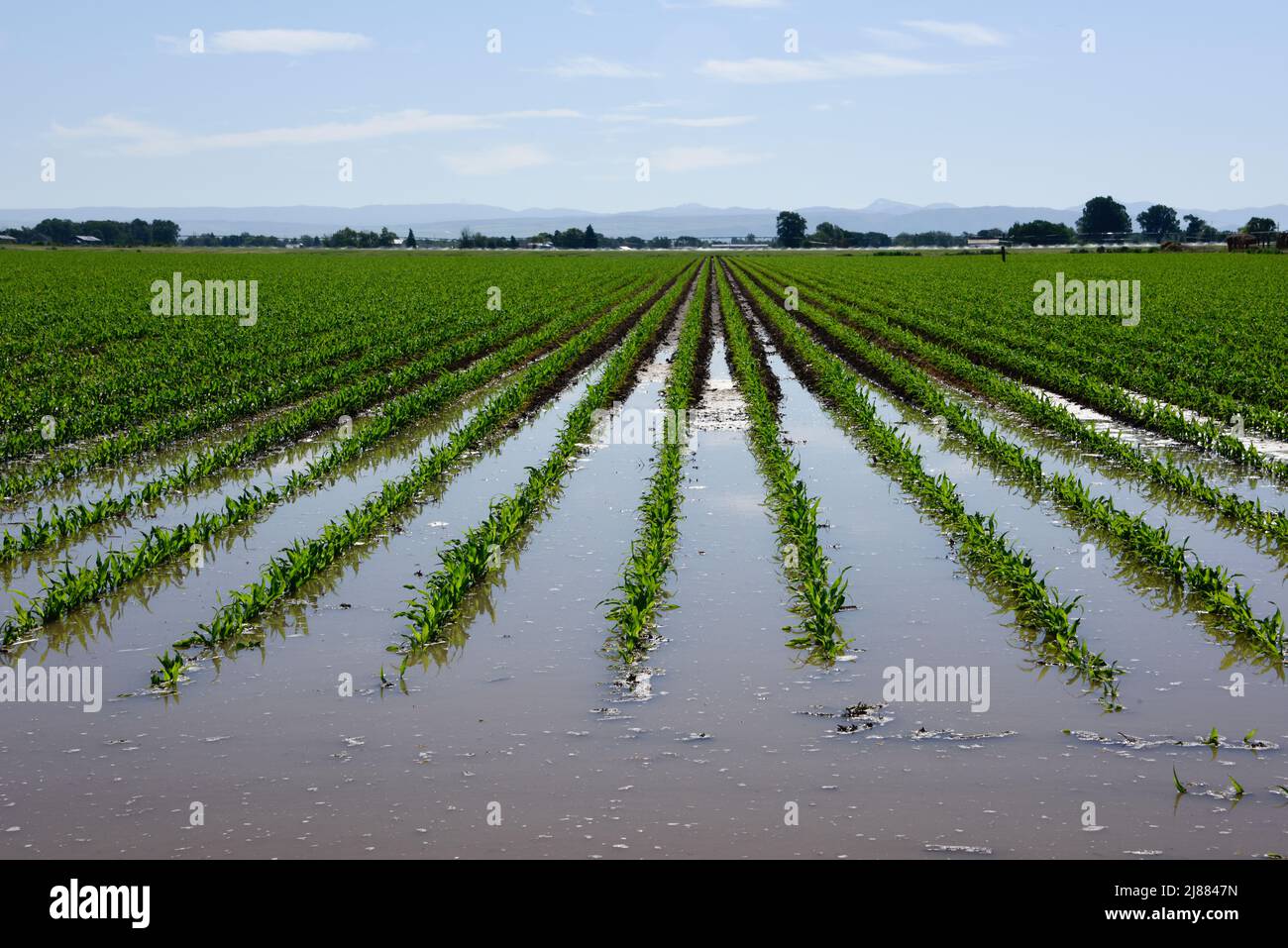 Une nouvelle culture de maïs est irriguée par inondation à Lewisville, Idaho, États-Unis Banque D'Images