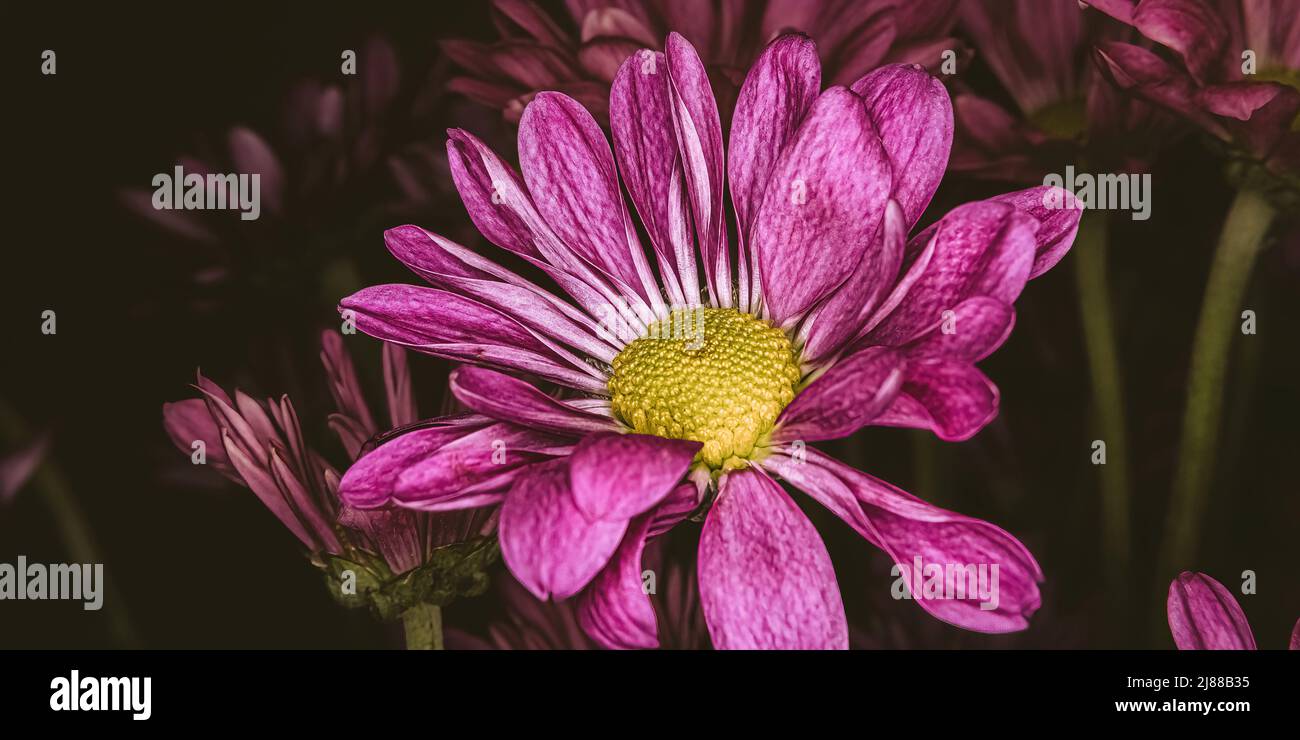 Pompon violet avec un fond sombre d'autres fleurs. Ajout d'une technique d'image matte Banque D'Images