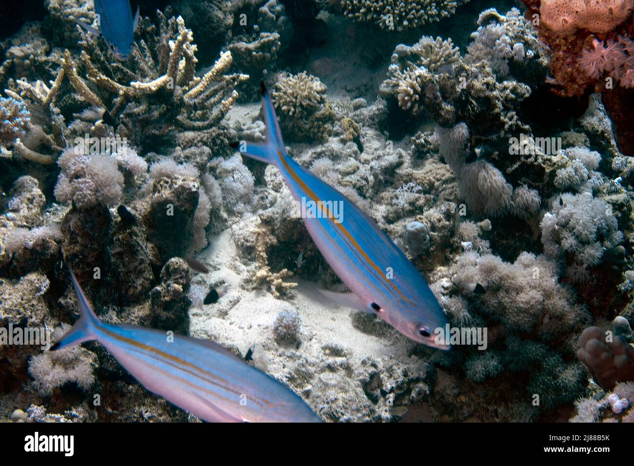 Fusiliers à lignes multiples (Pterocaesio digramma) dans la mer Rouge, Égypte Banque D'Images