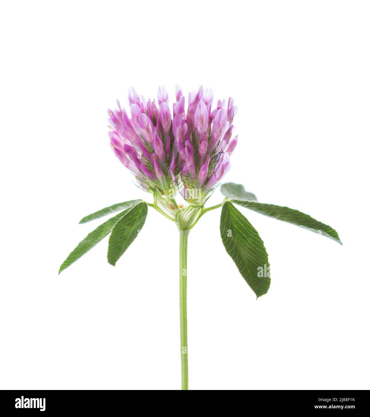 Fleur de trèfle isolé sur fond blanc. Trifolium pratense Banque D'Images