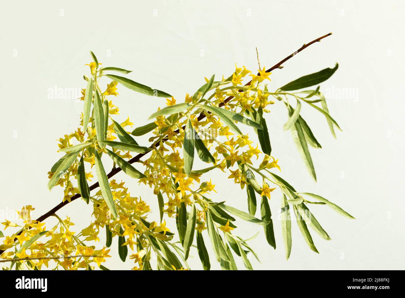 Des bourgeons et des fleurs jaunes sur les branches du goof angustifolia par temps ensoleillé Banque D'Images