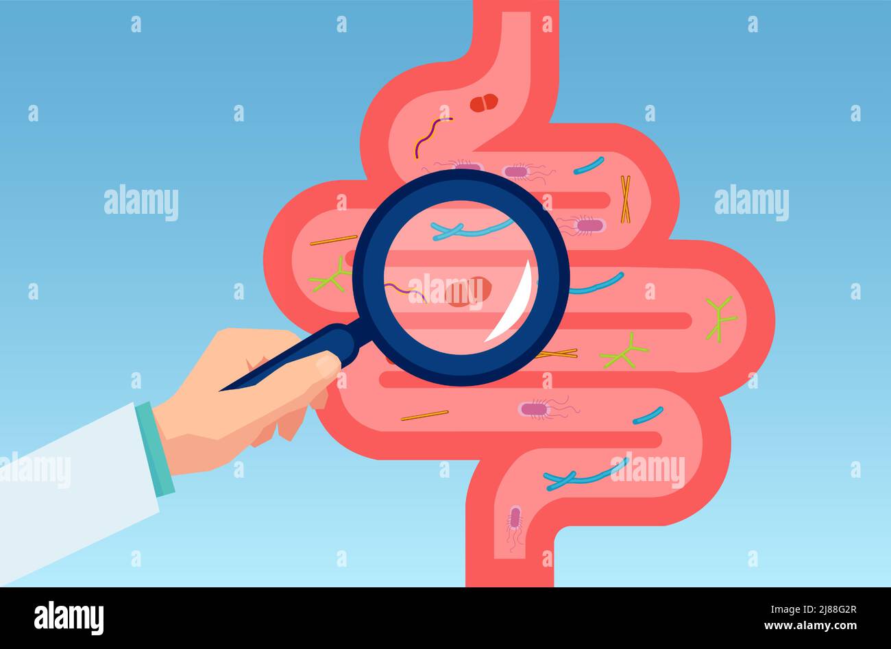 Vecteur du médecin examinant le tractus gastro-intestinal, l'intestin, le système digestif avec la flore normale Illustration de Vecteur