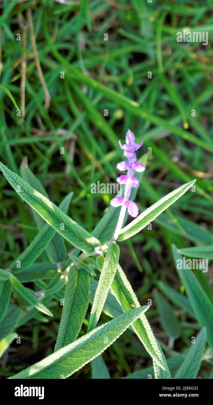 Belle fleur de Salvia leucantha également connue sous le nom de sauge mexicaine de brousse avec fond naturel. Banque D'Images