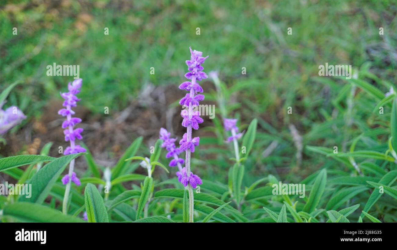 Belle fleur de Salvia leucantha également connue sous le nom de sauge mexicaine de brousse avec fond naturel. Banque D'Images